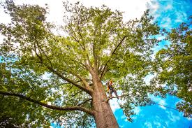 Why Choose Our Tree Removal Services in Dyer, IN?