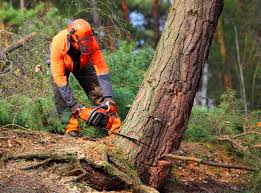 Professional Tree Services in Dyer, IN